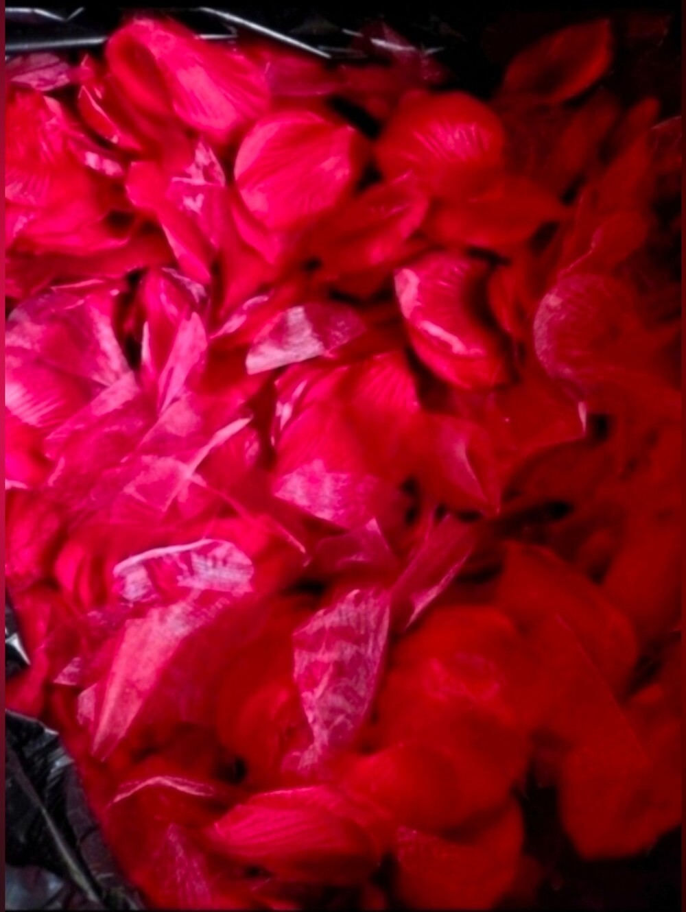 Rose Petals